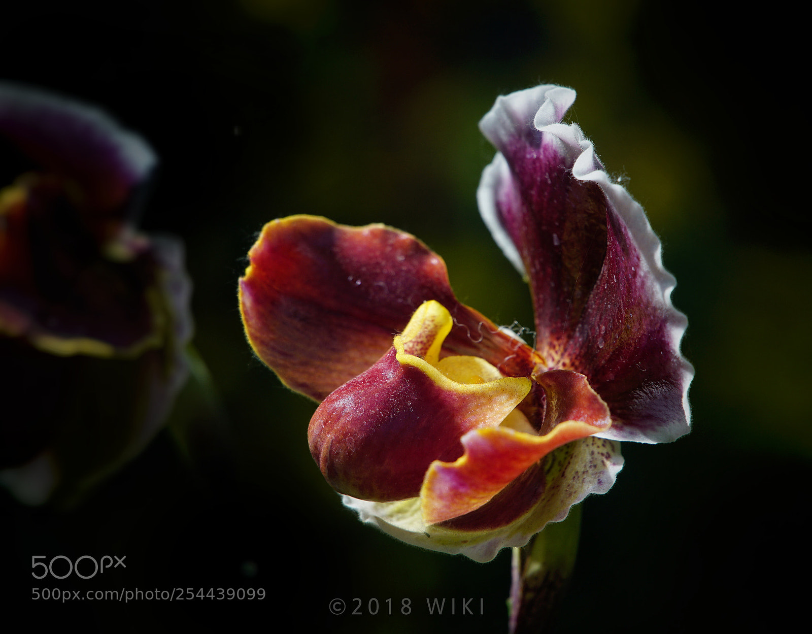 Sony a5100 sample photo. Orchid photography