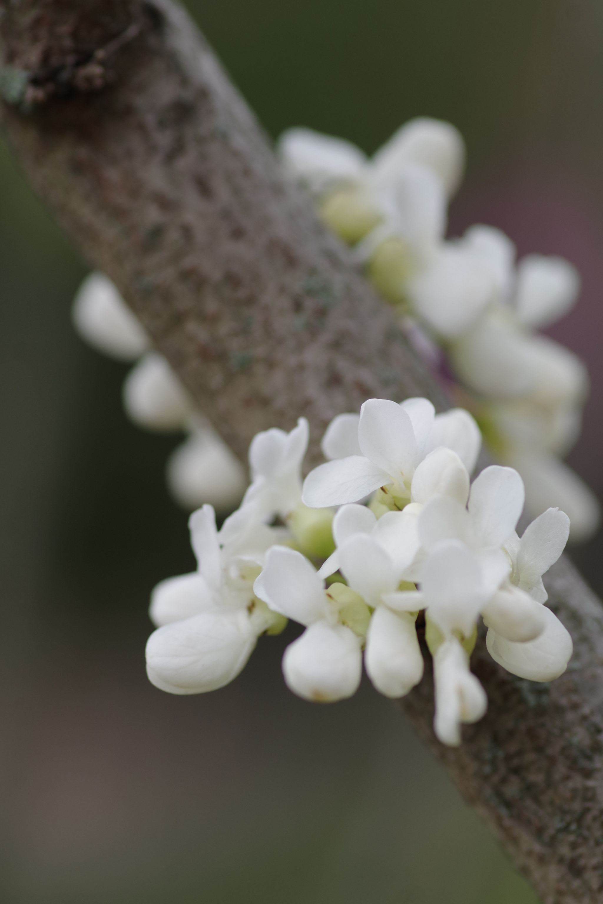 Pentax K-S2 + Pentax smc D-FA 100mm F2.8 Macro WR sample photo. Cercis chinensis 2018 #2 photography