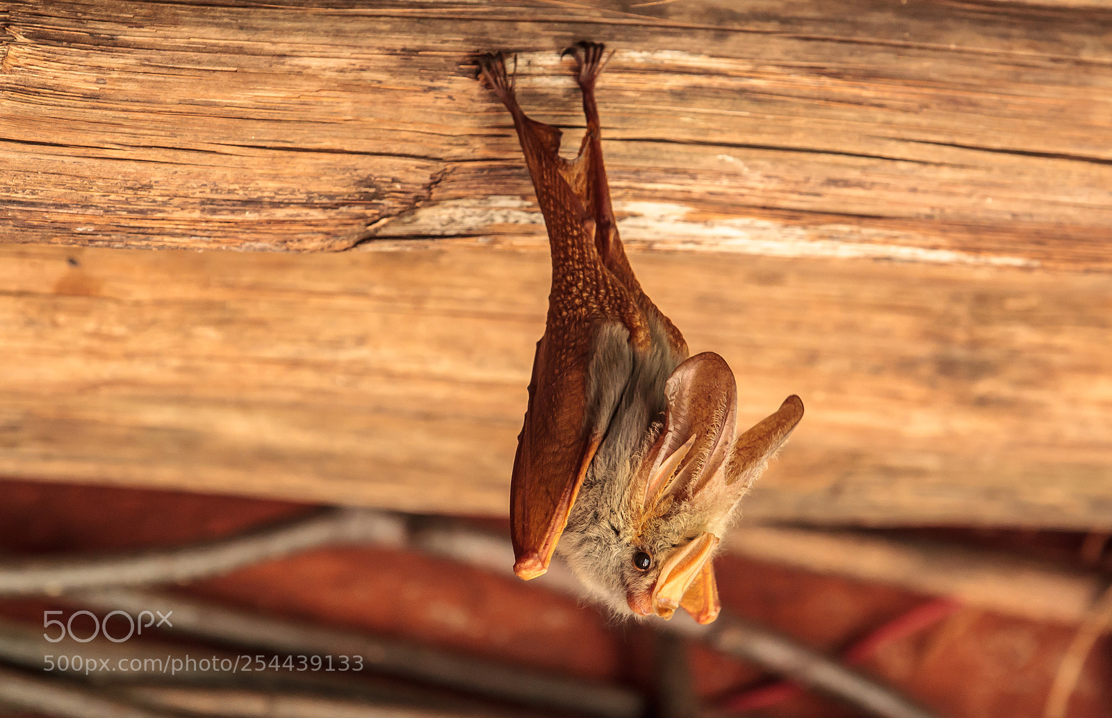 Canon EOS-1D Mark IV sample photo. A yellow-winged bat photography