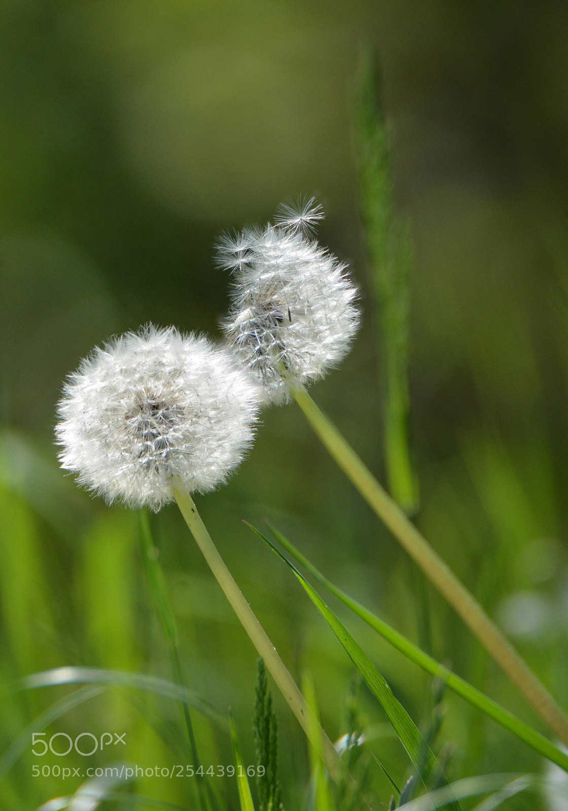 Nikon D7100 sample photo. Bloom_1 photography