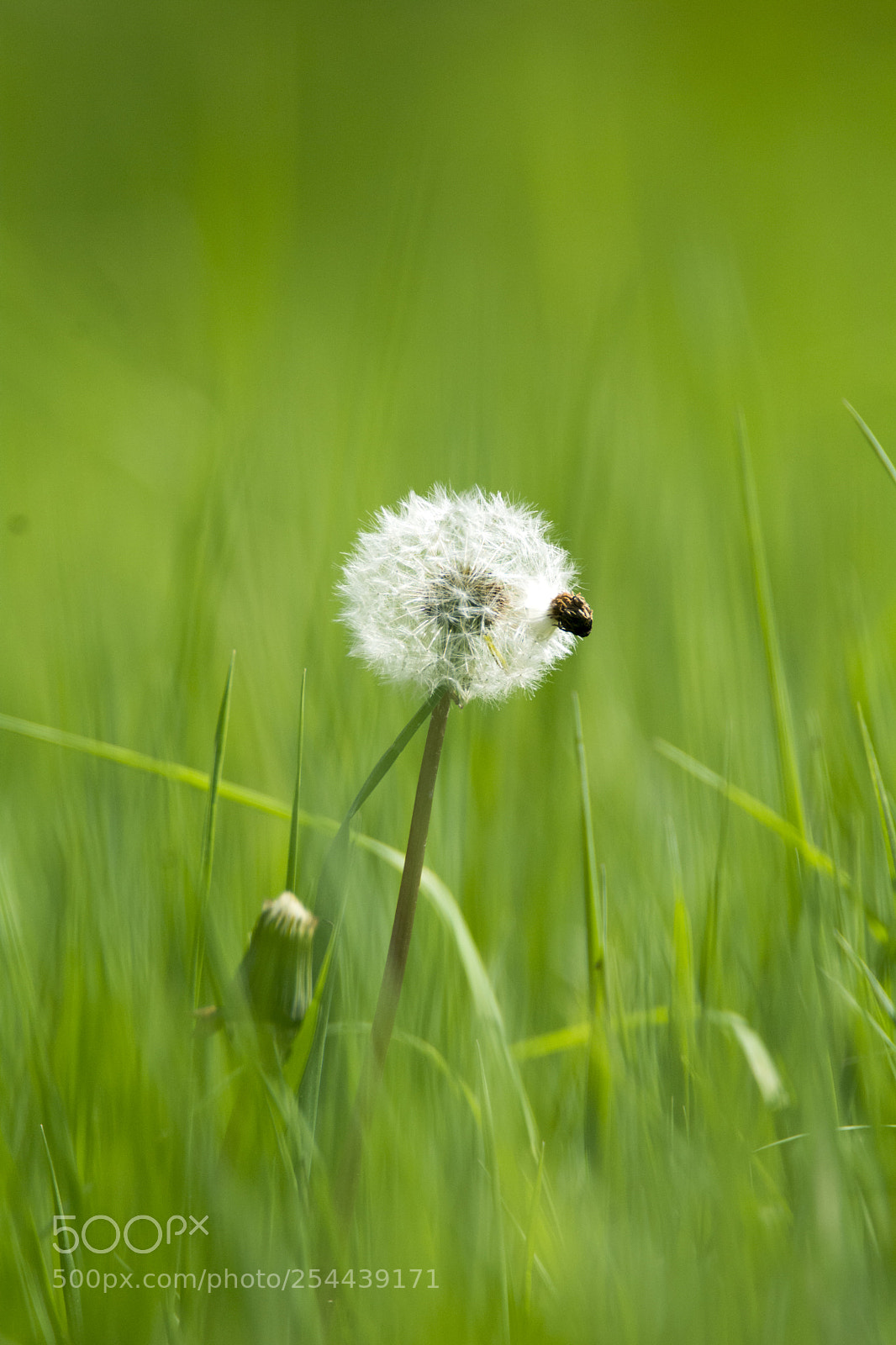 Nikon D7100 sample photo. Bloom_2 photography