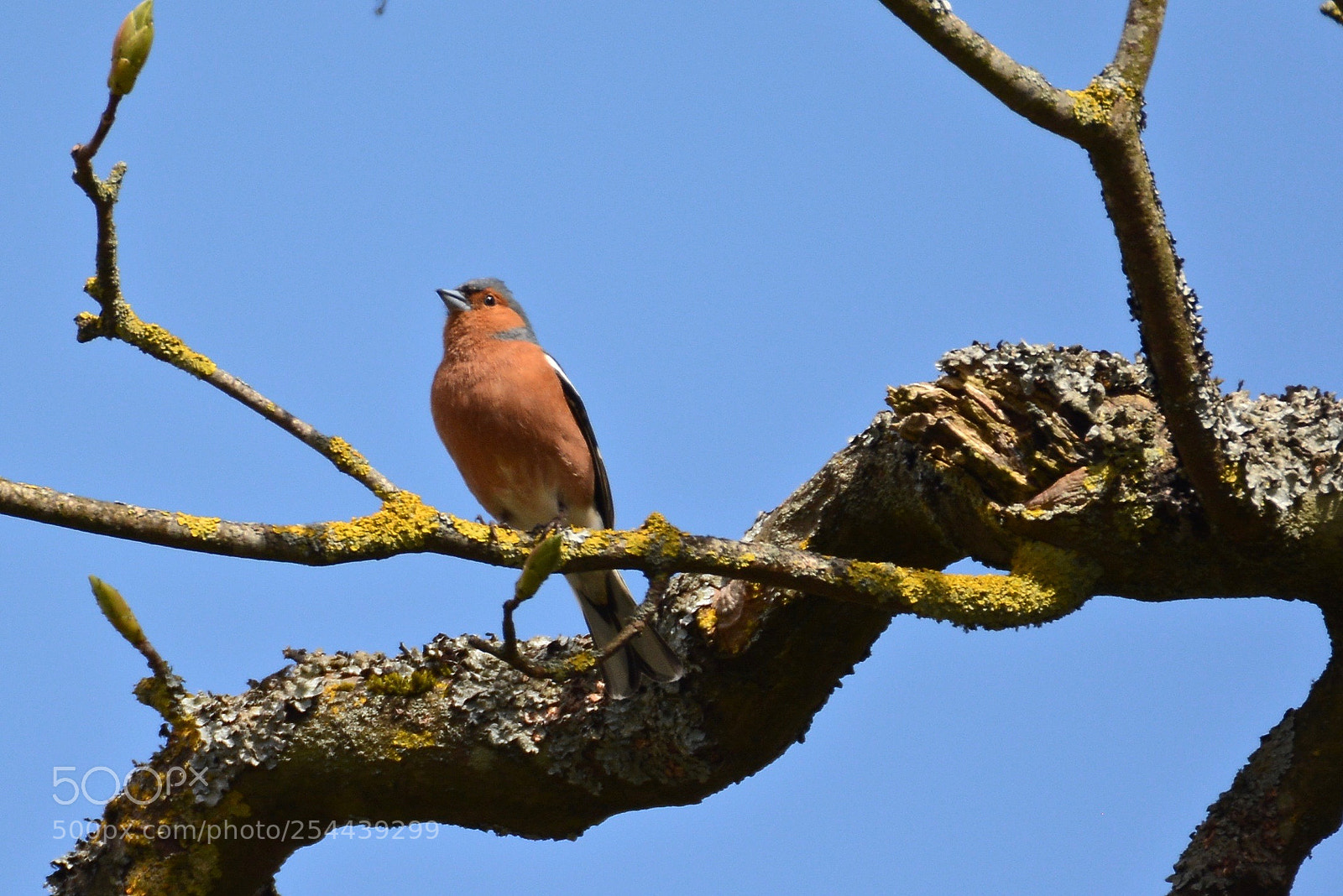 Nikon D7100 sample photo. Chaffinch photography