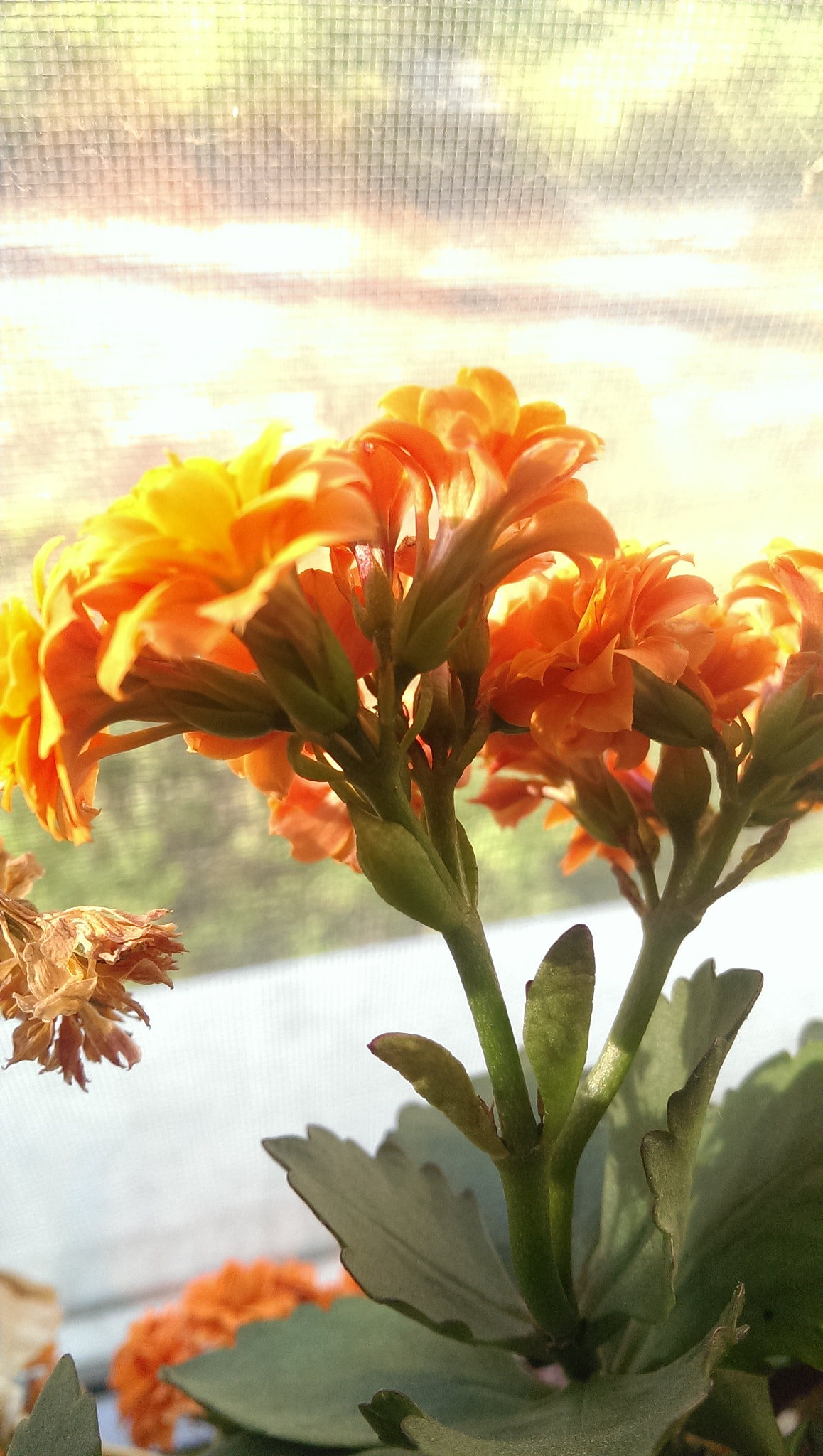 HTC ONE sample photo