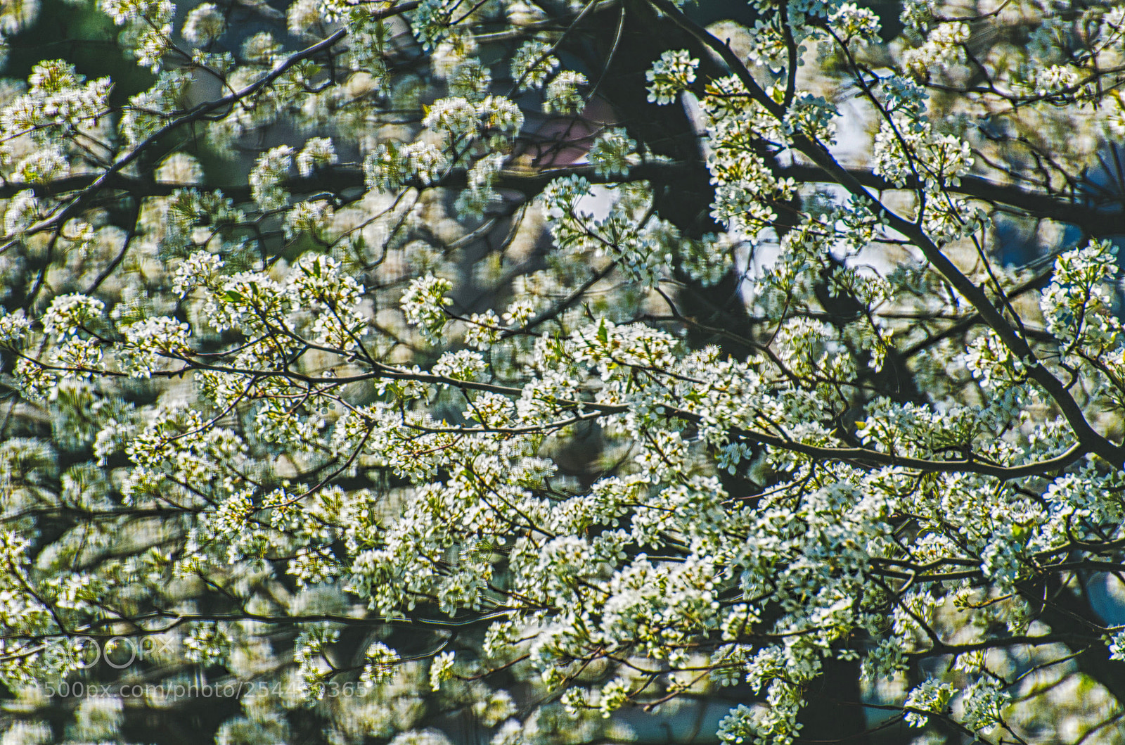 Nikon D7000 sample photo. In bloom photography