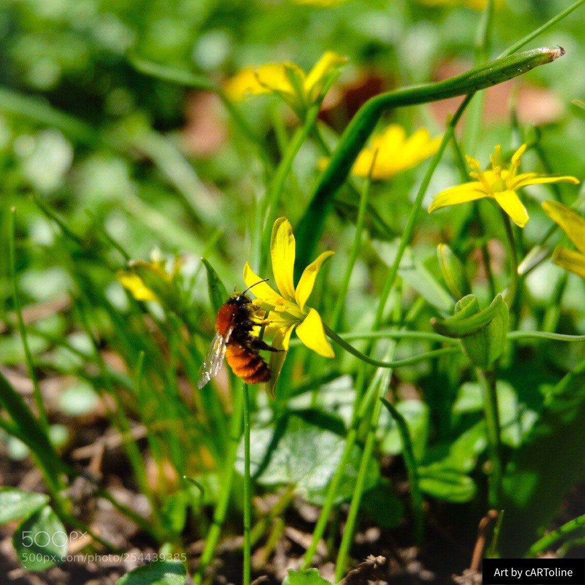 Fujifilm X-T20 sample photo. Making honey ?  photography