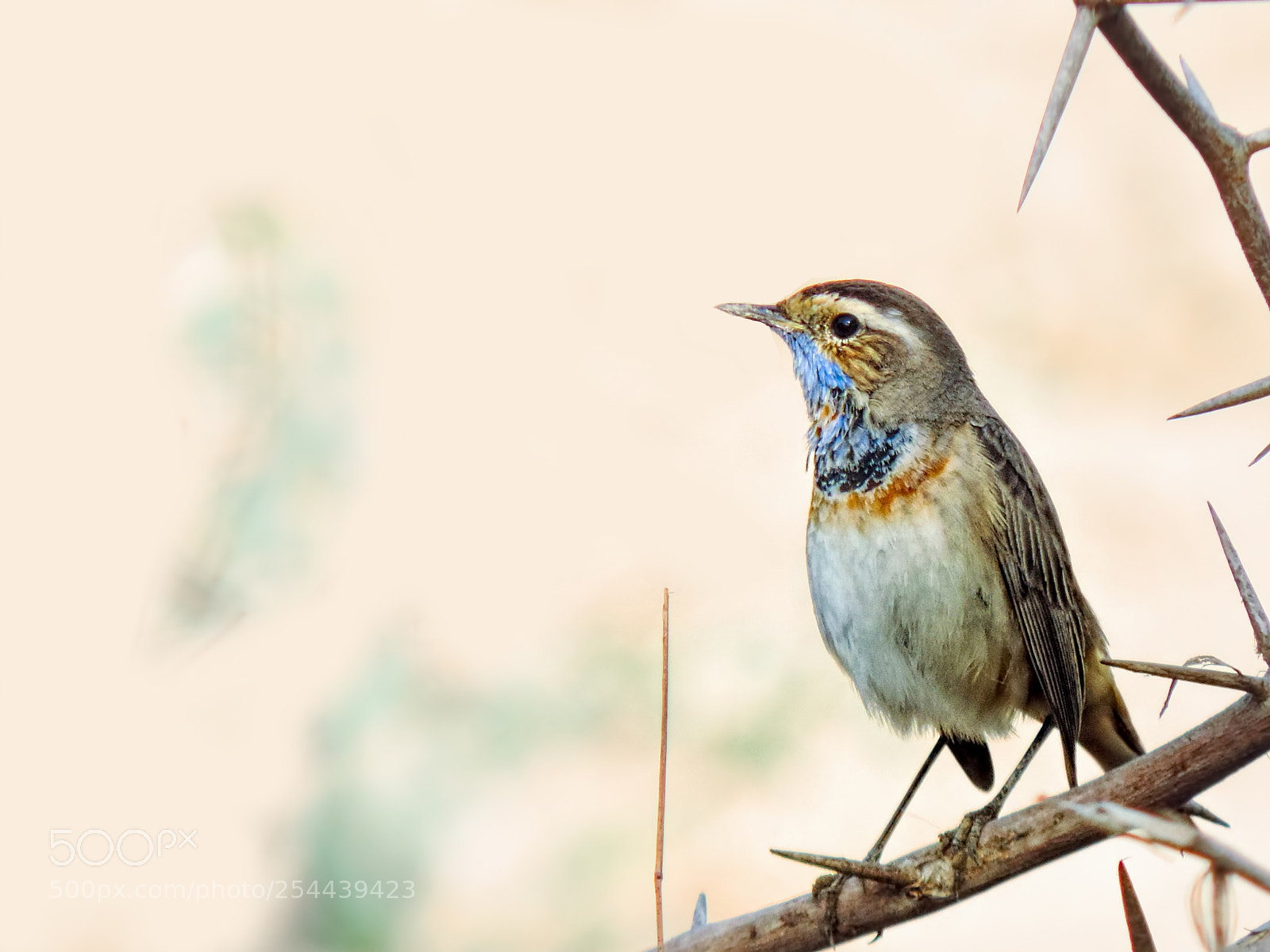 Nikon Coolpix P520 sample photo. Blue throat photography