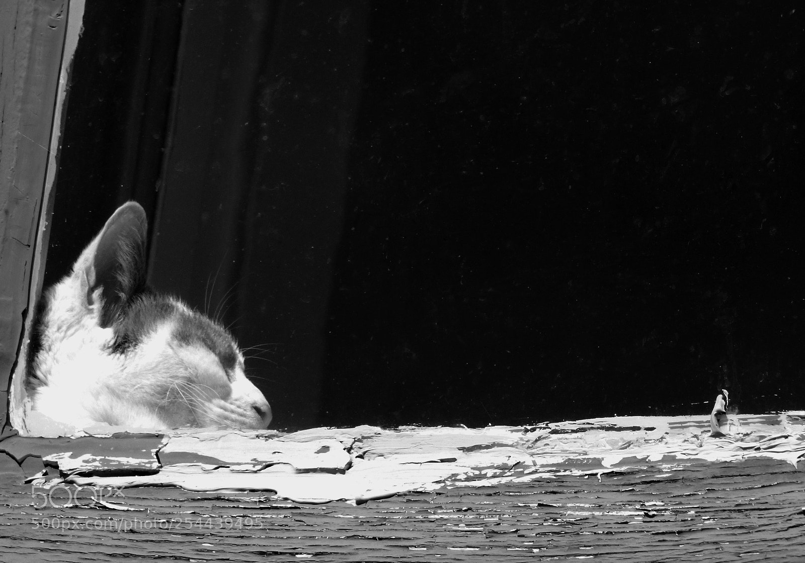 Panasonic DMC-FZ72 sample photo. Sleeping at the window ! photography