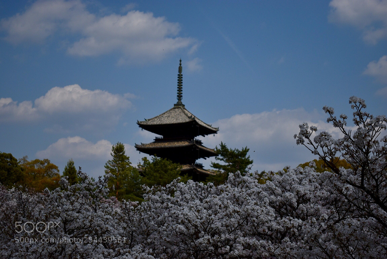 Nikon D5600 sample photo. Kyoto temple-tōji photography