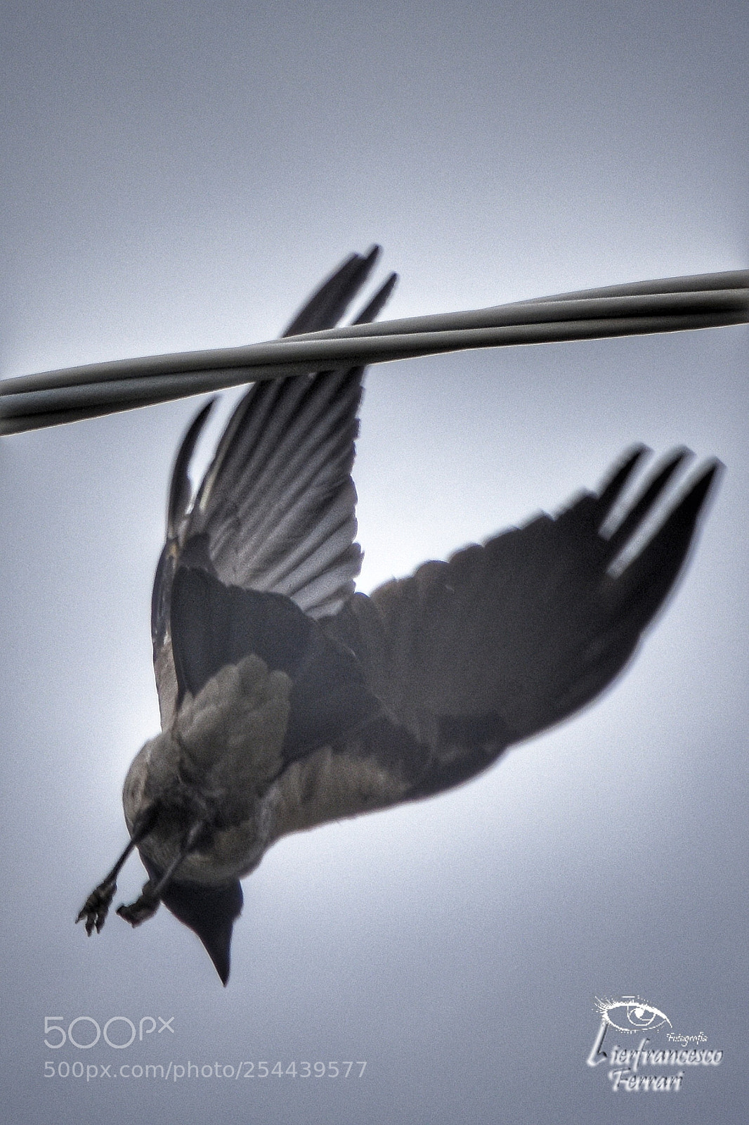 Nikon D7200 sample photo. #cornacchia #frascineto photography
