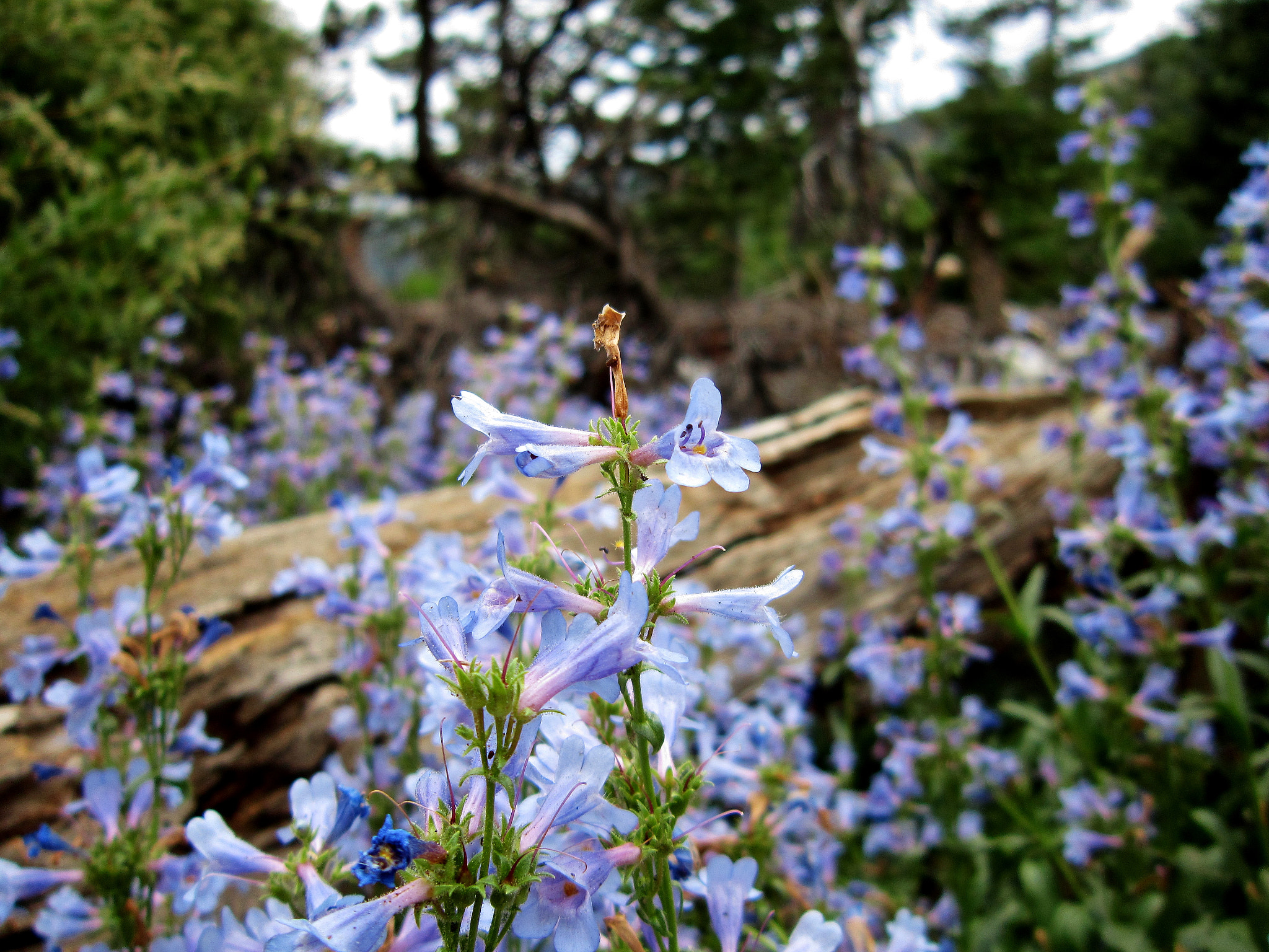 Canon PowerShot A3300 IS sample photo. Flowers on manitou incline, manitou springs, co photography
