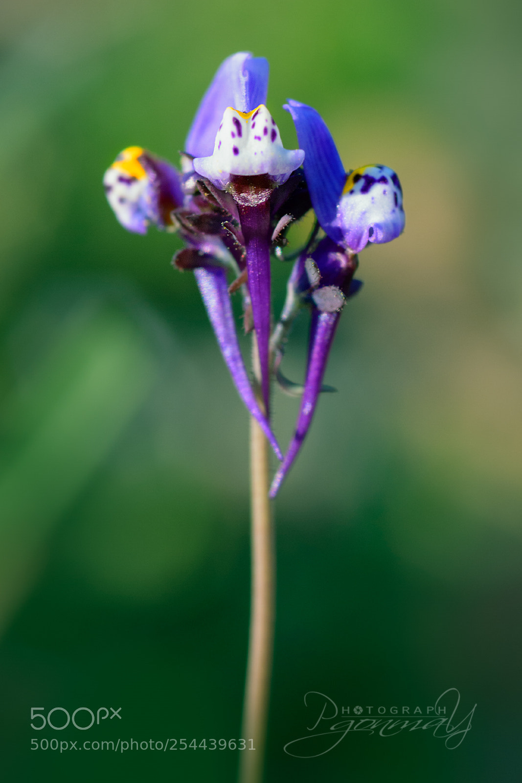 Nikon D7000 sample photo. Linaria amethystea photography