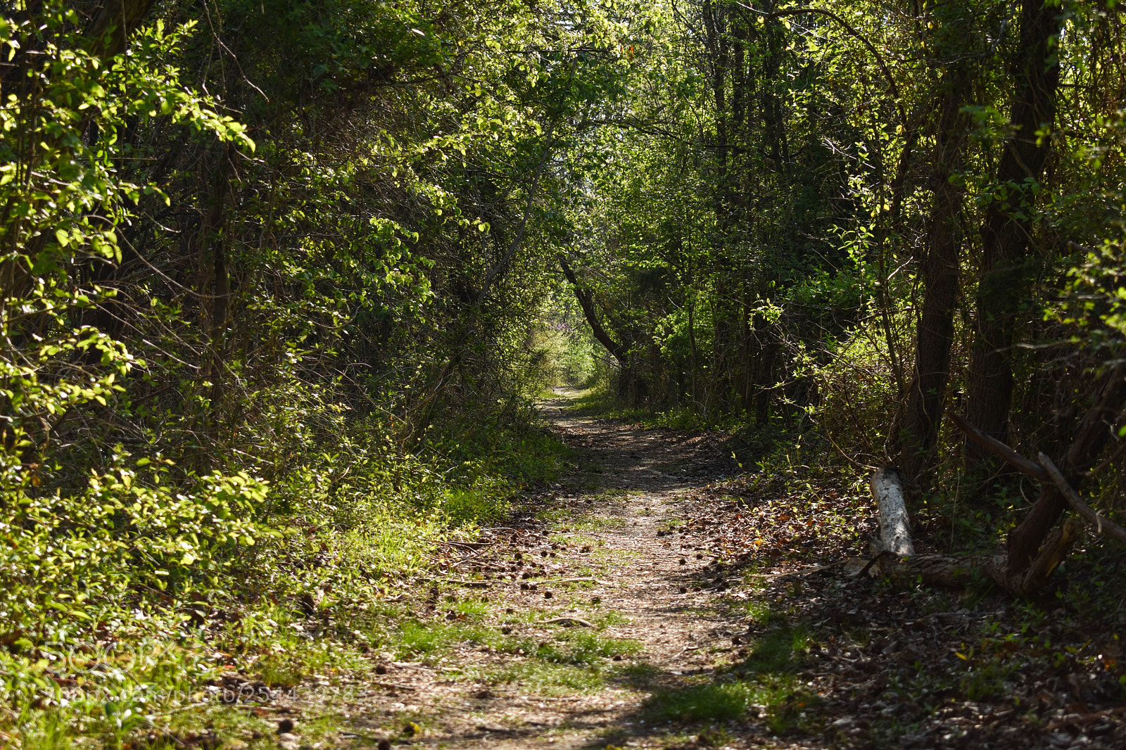 Nikon D3400 sample photo. Path of paradise photography