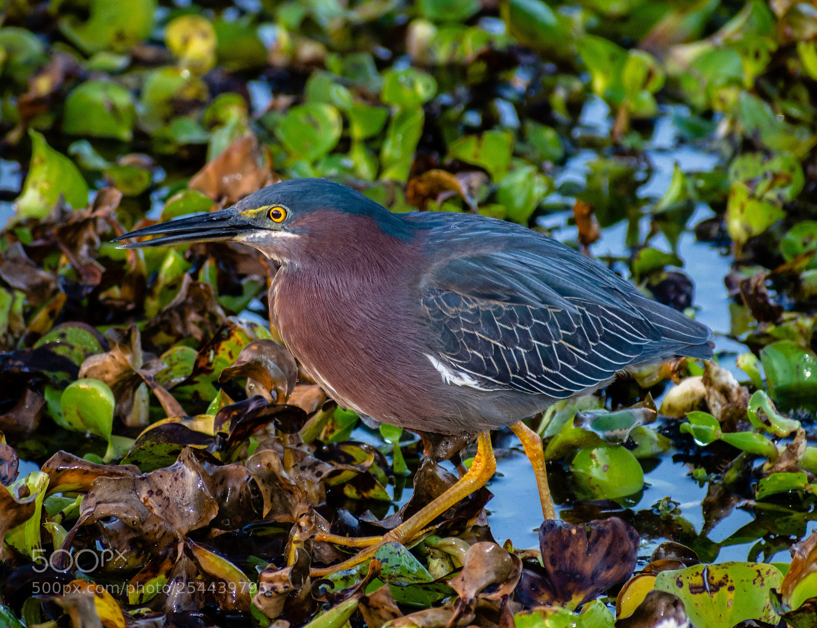 Nikon D7200 sample photo. Green heron photography
