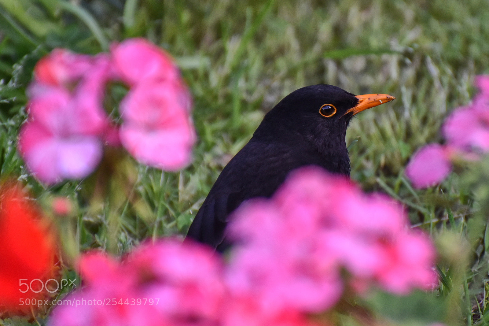 Nikon D5500 sample photo. Attentive blackbird photography