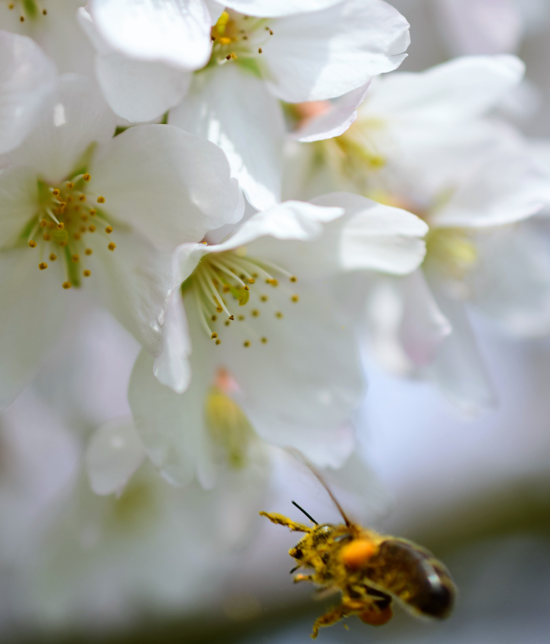 Nikon AF-S DX Micro Nikkor 40mm F2.8 sample photo. Flying around / springtime 2018 photography