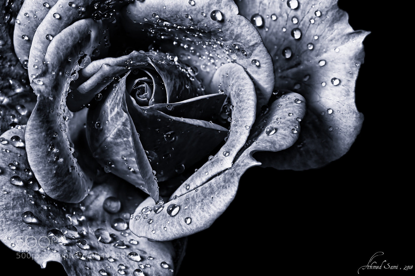 Nikon D7100 sample photo. Pearls photography