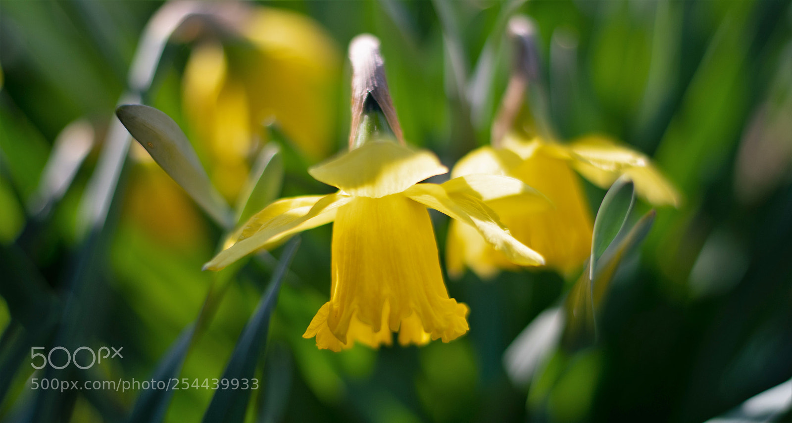 Nikon D500 sample photo. Yellow... photography