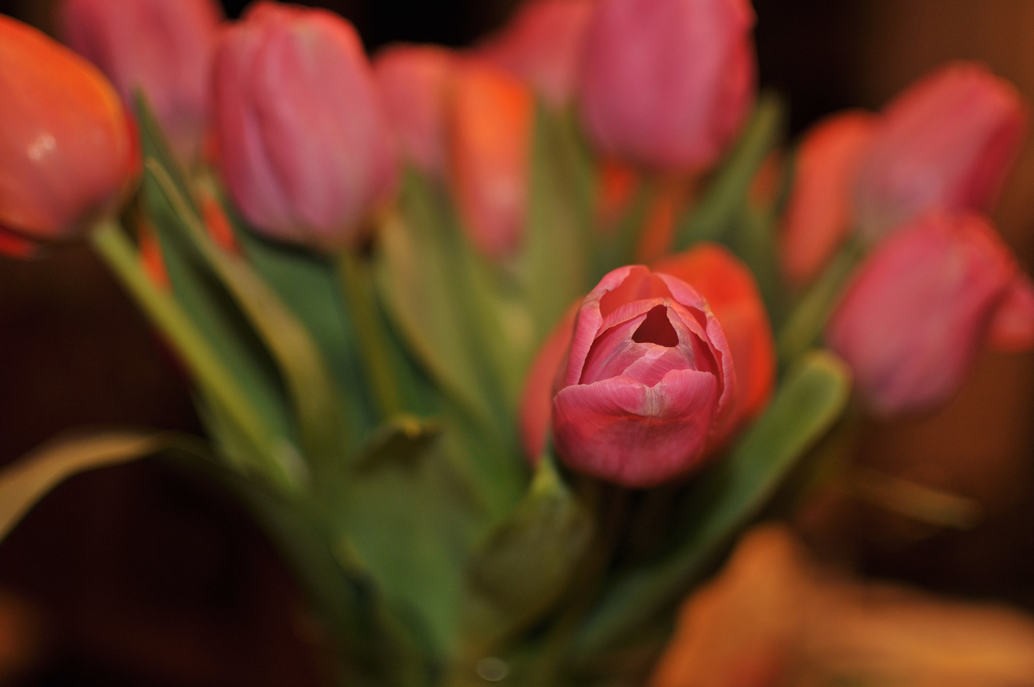 Nikon D300 sample photo. Red tulips photography