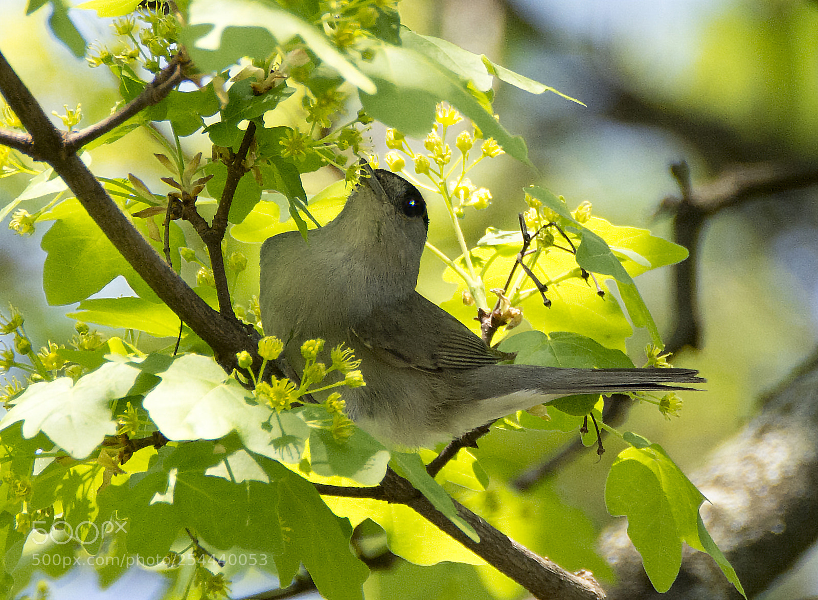 Nikon D7100 sample photo. Capinera_2 photography