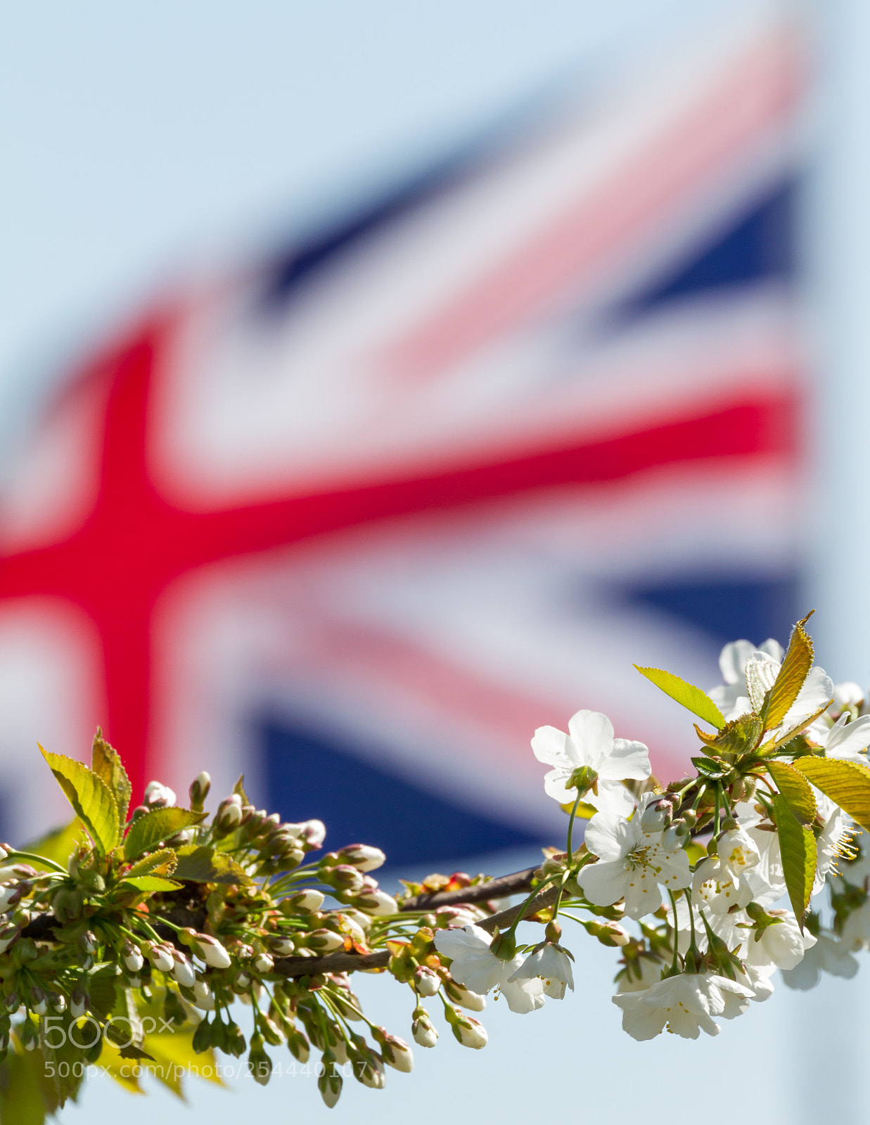 Canon EOS 7D sample photo. British sakura photography
