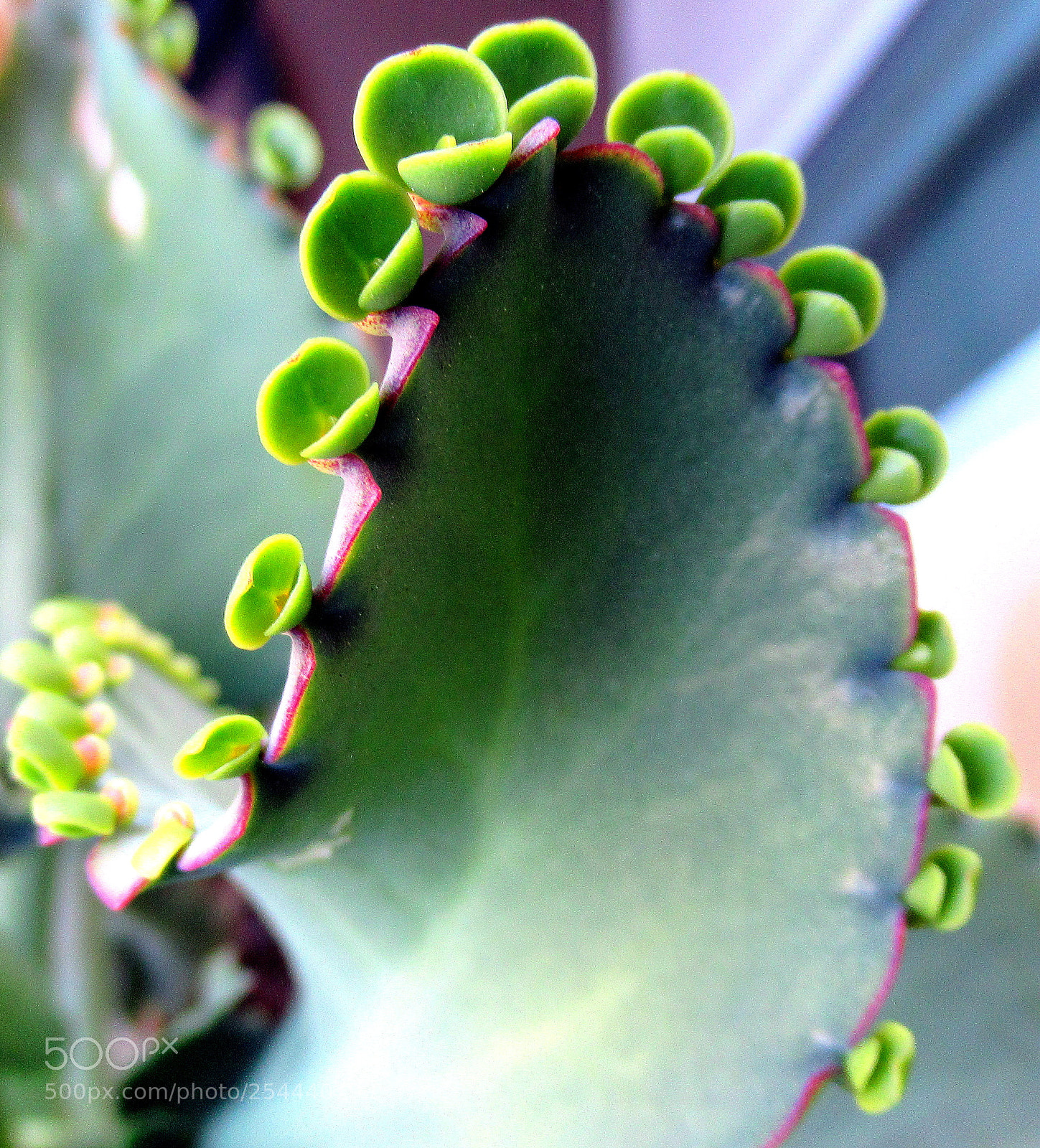 Canon PowerShot SX620 HS sample photo. 1.jpg photography