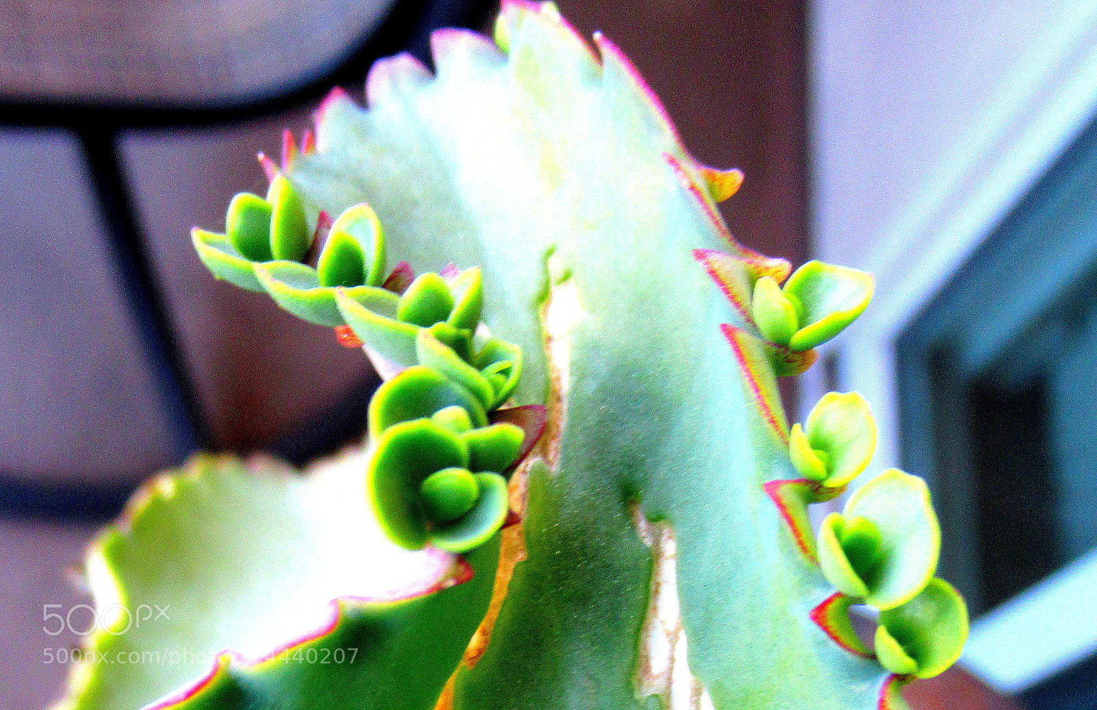 Canon PowerShot SX620 HS sample photo. 2.jpg photography