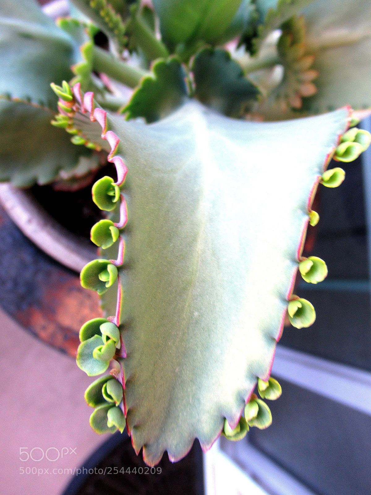 Canon PowerShot SX620 HS sample photo. 3.jpg photography