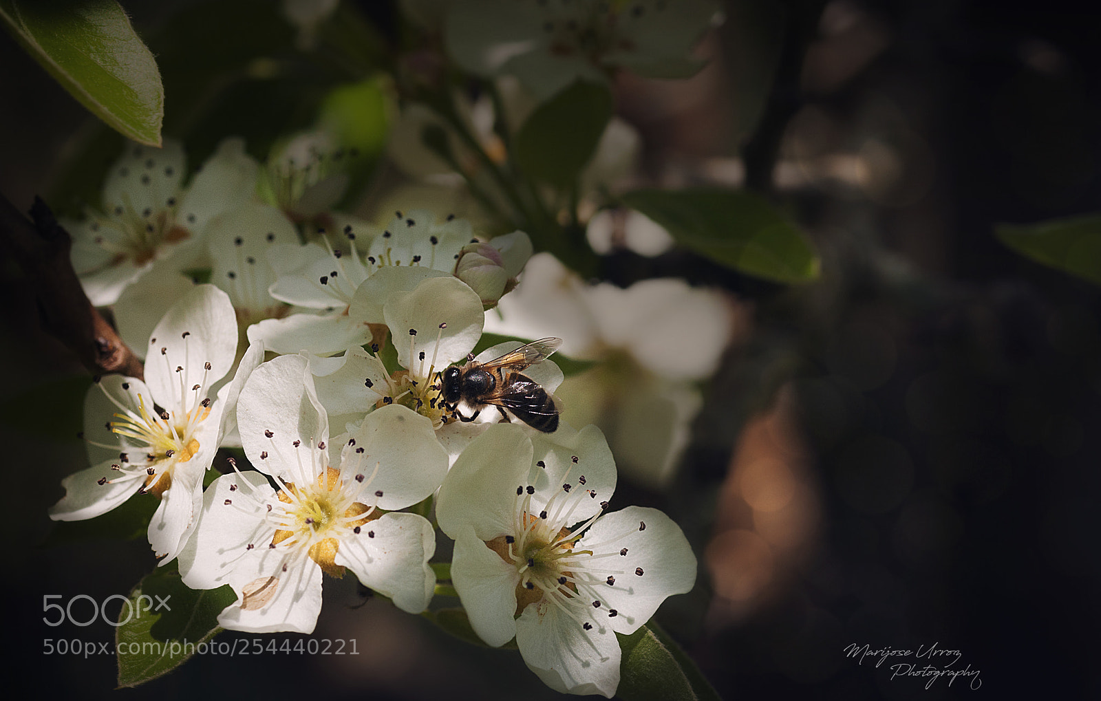 Nikon D300 sample photo. Busy bee photography