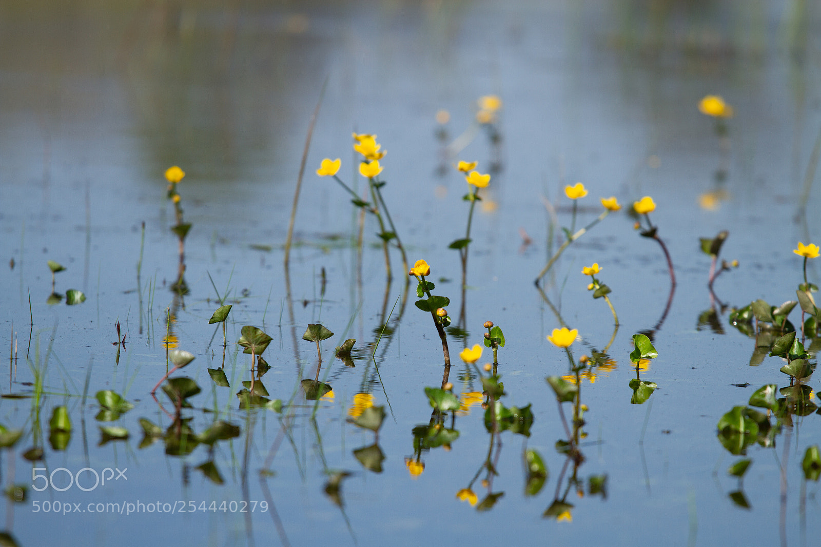 Canon EOS 7D sample photo. Waterflower photography