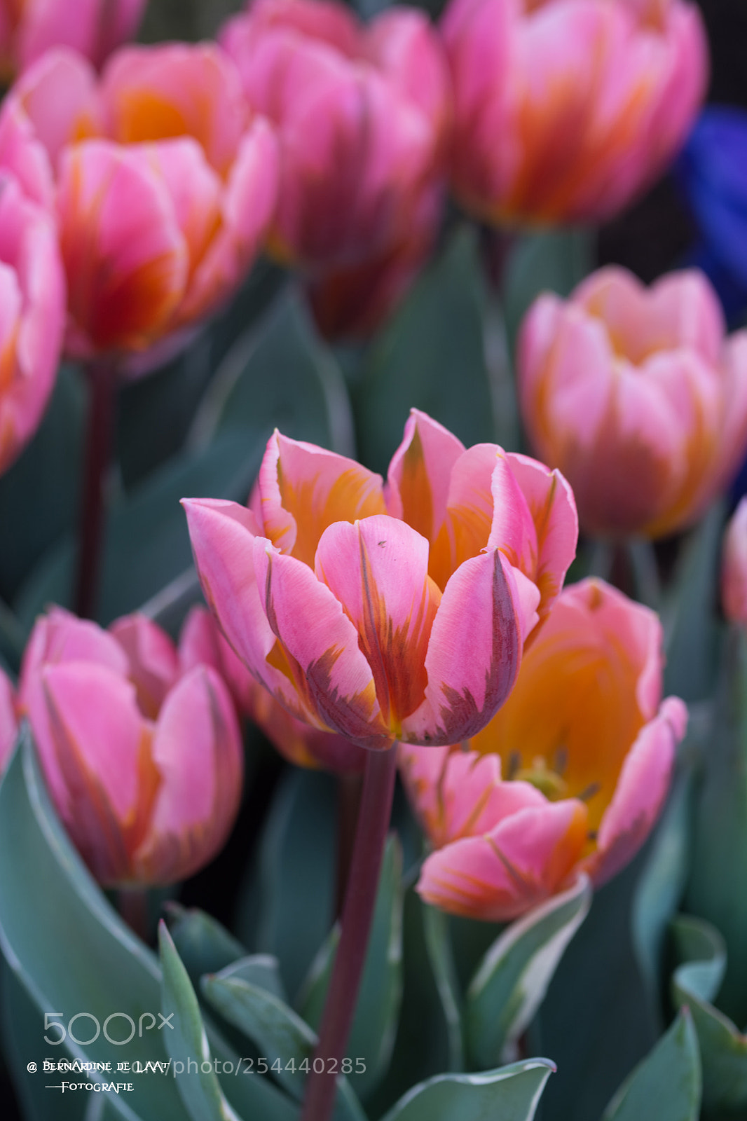 Nikon D7100 sample photo. Dutch tulips photography