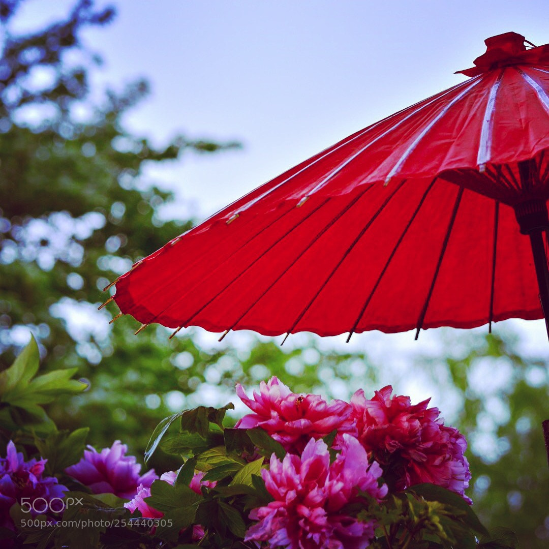 Nikon D5500 sample photo. Peony

 photography
