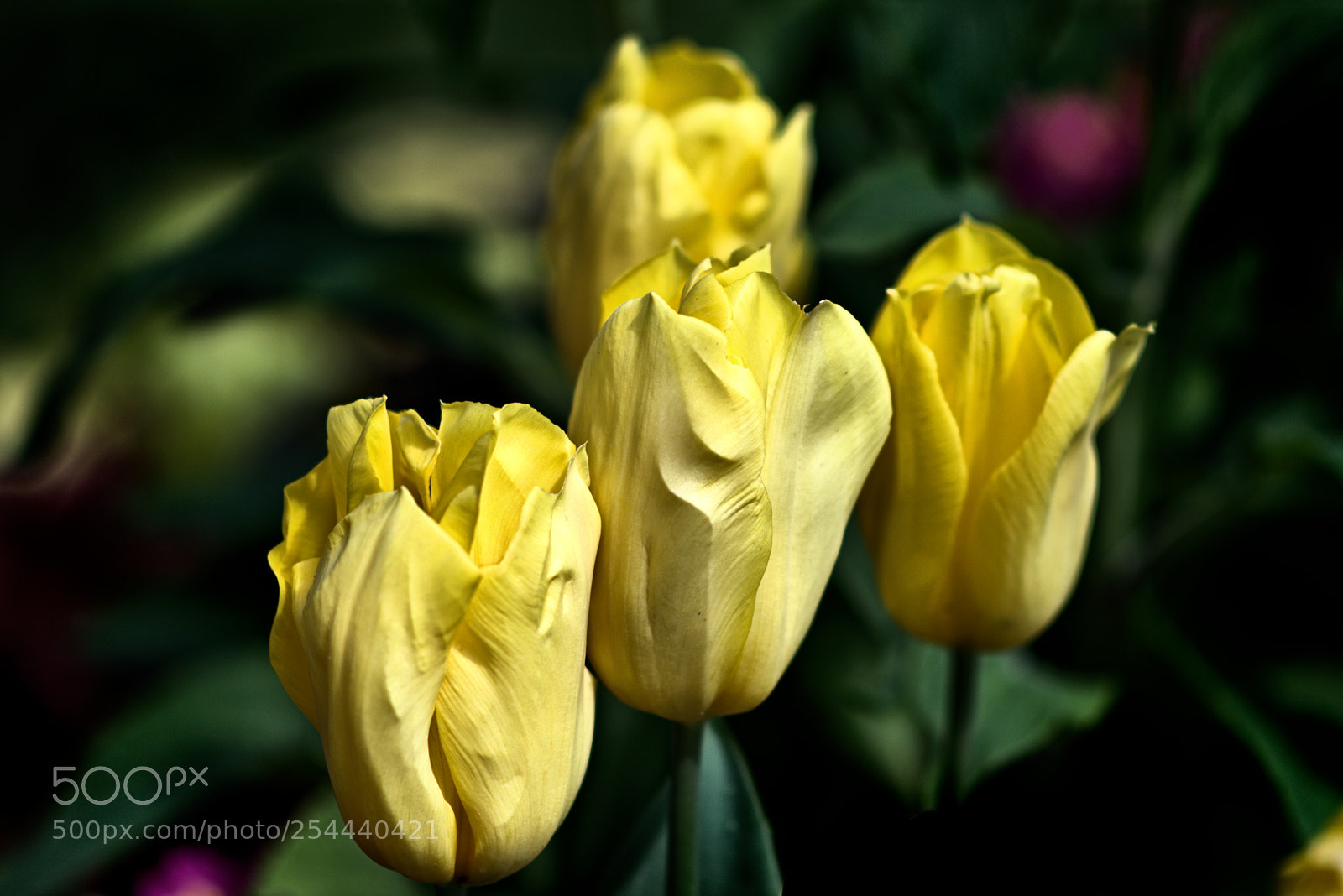 Nikon D5300 sample photo. Y e l photography