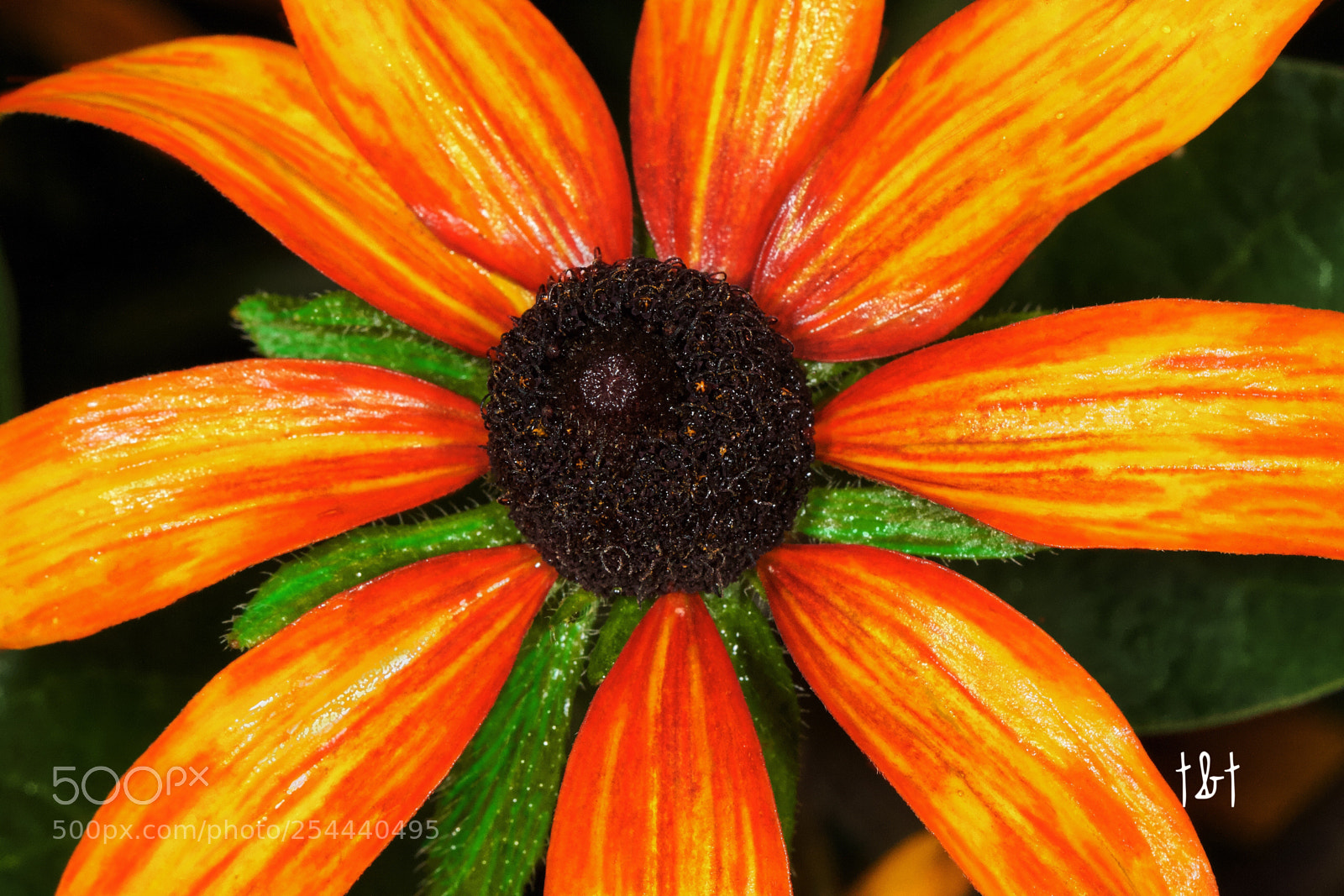 Canon EOS 7D sample photo. Untitled photography