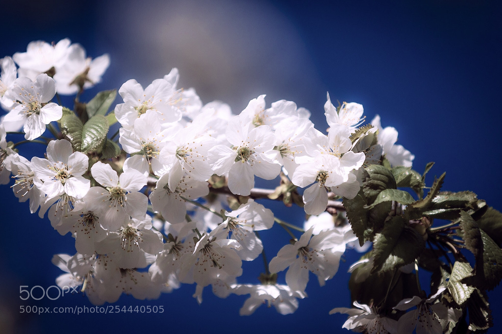 Canon EOS 7D Mark II sample photo. Spring dreams photography