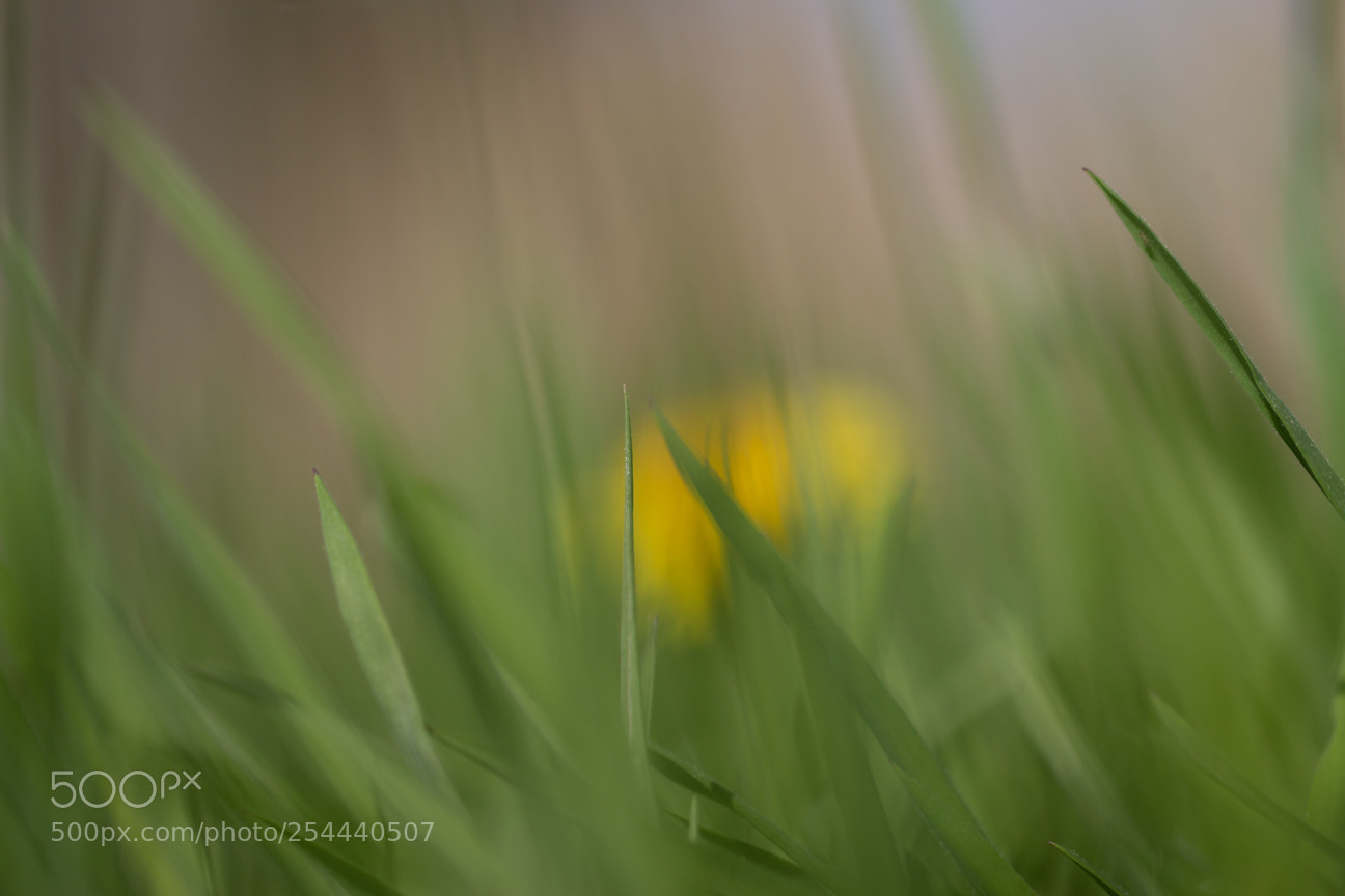 Canon EOS 7D sample photo. Riet met paardenbloem photography