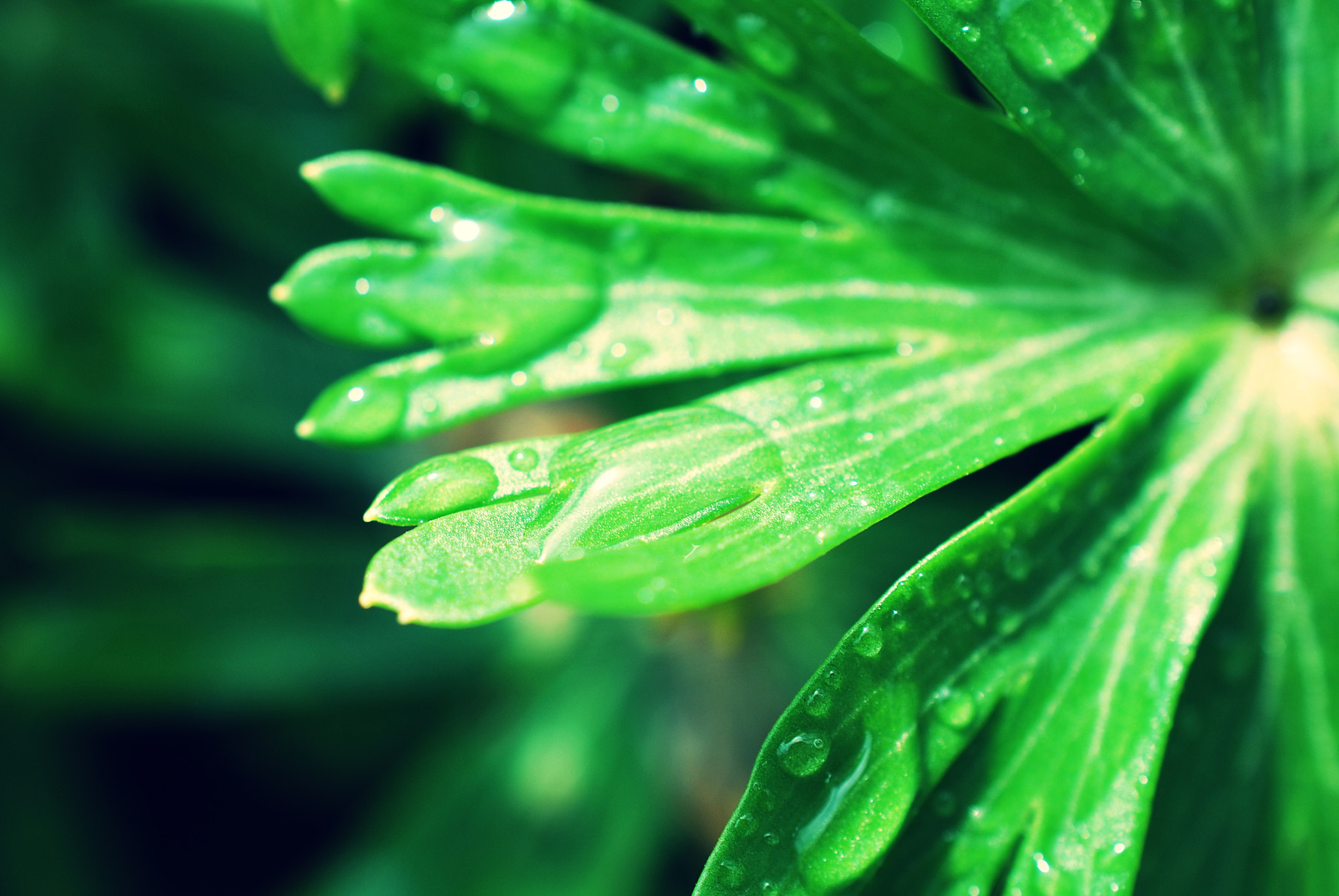 Nikon AF-S DX Micro Nikkor 40mm F2.8 sample photo. Waterdrop photography