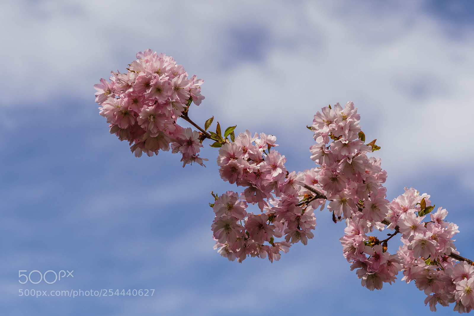 Sony a6300 sample photo. Springtime v photography