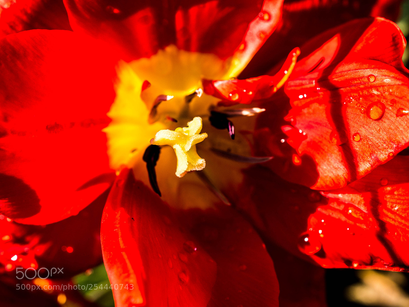 Panasonic DMC-G81 sample photo. Tulpe photography