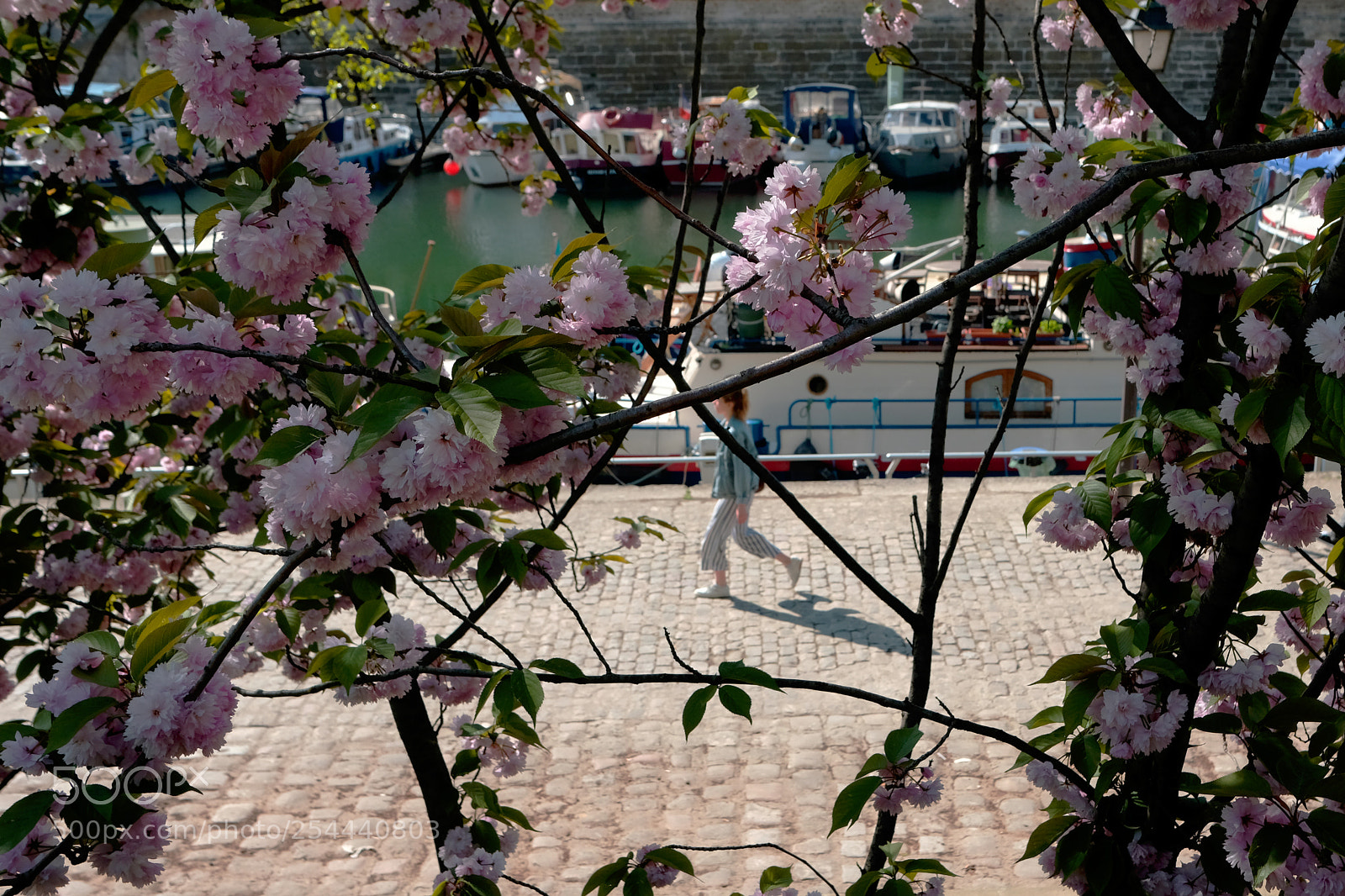 Fujifilm X-T20 sample photo. Pink flowers photography