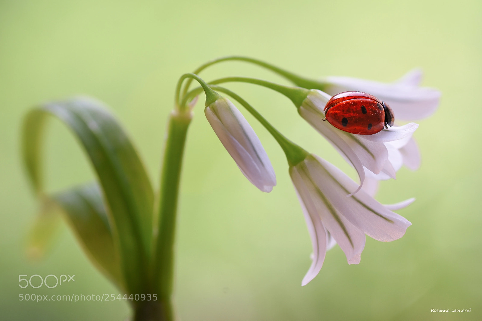 Nikon D7200 sample photo. Ladybug photography