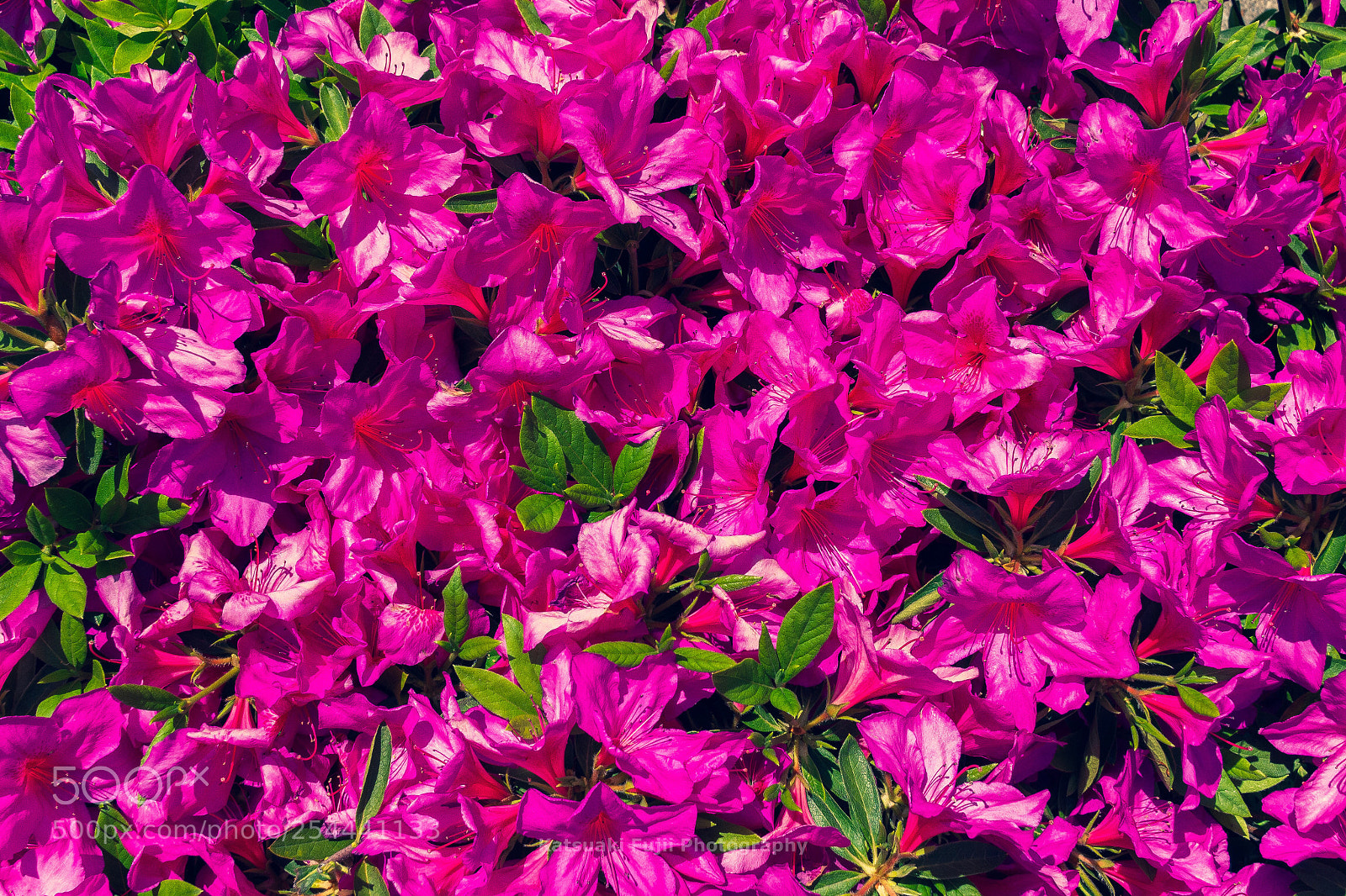 Olympus OM-D E-M10 sample photo. Azalea photography