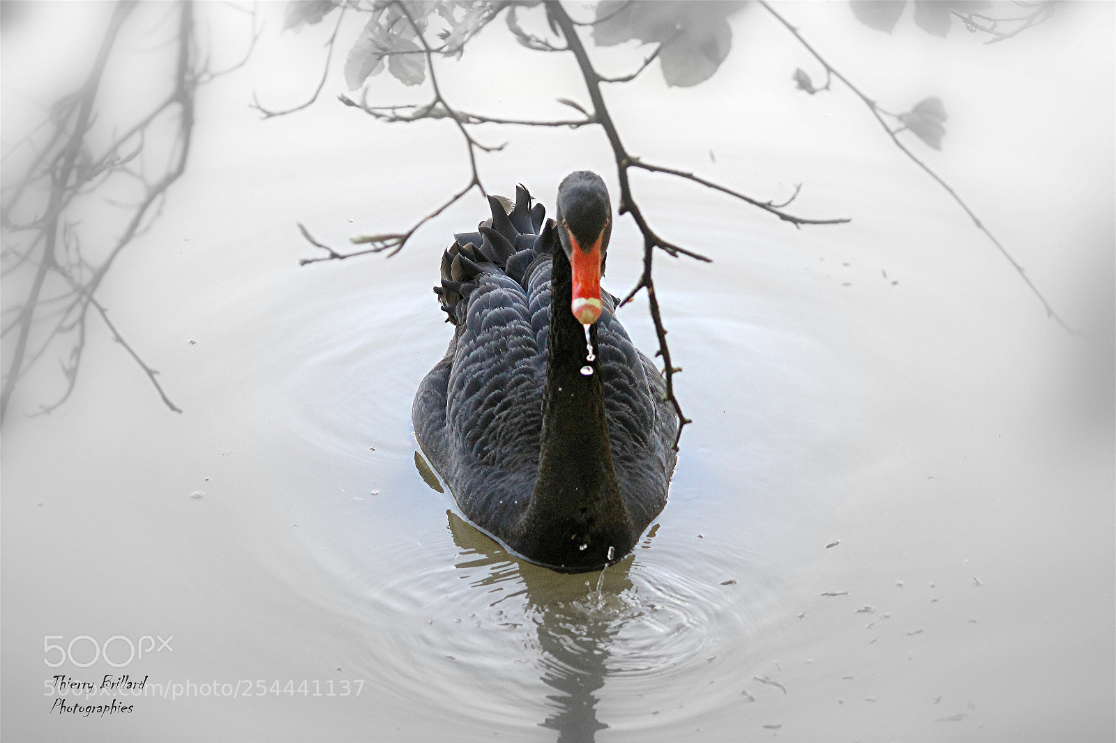Canon EOS 600D (Rebel EOS T3i / EOS Kiss X5) sample photo. Cygne noir buvant photography