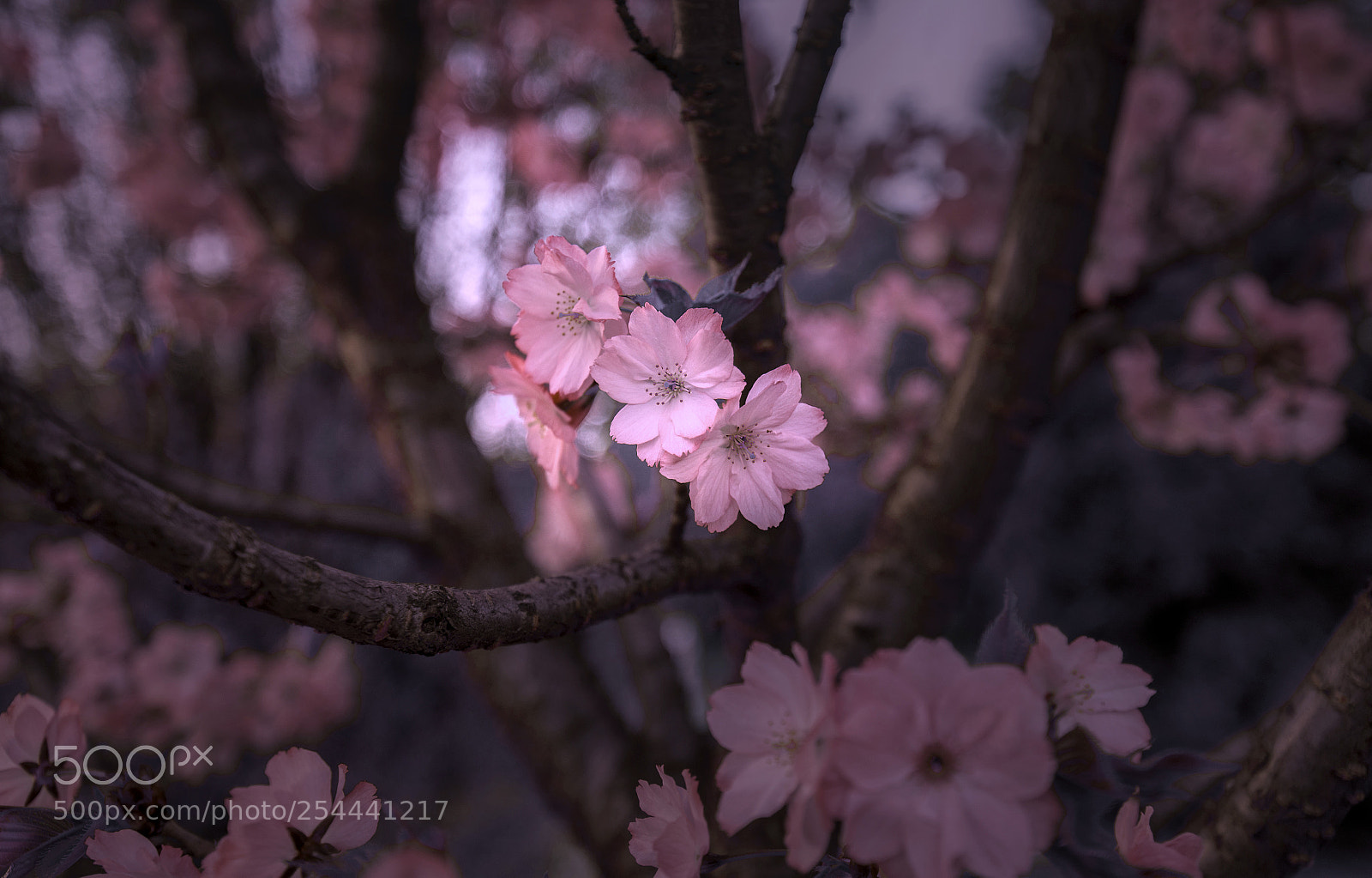 Nikon D610 sample photo. Springtime photography