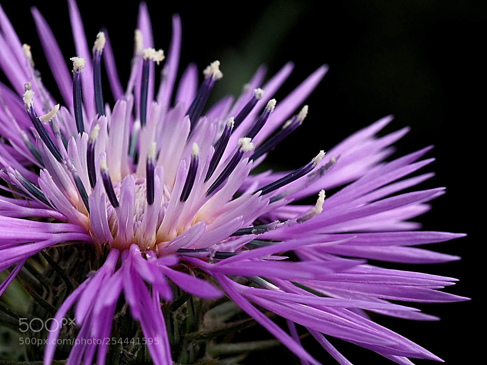 Olympus OM-D E-M10 sample photo. Flor de cardo photography
