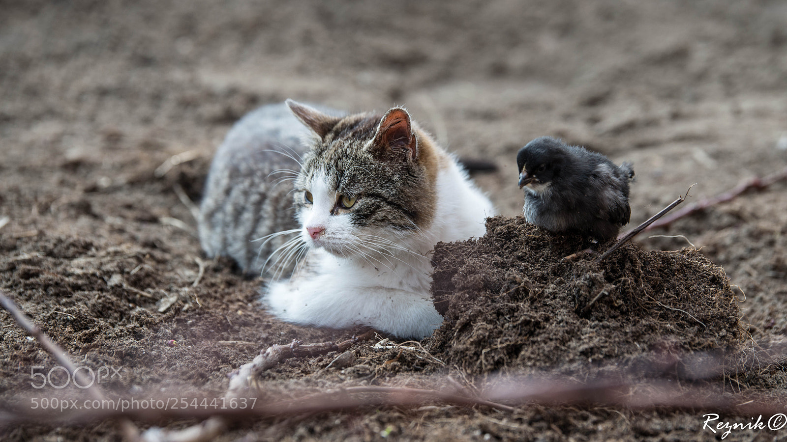 Nikon D610 sample photo. A photography