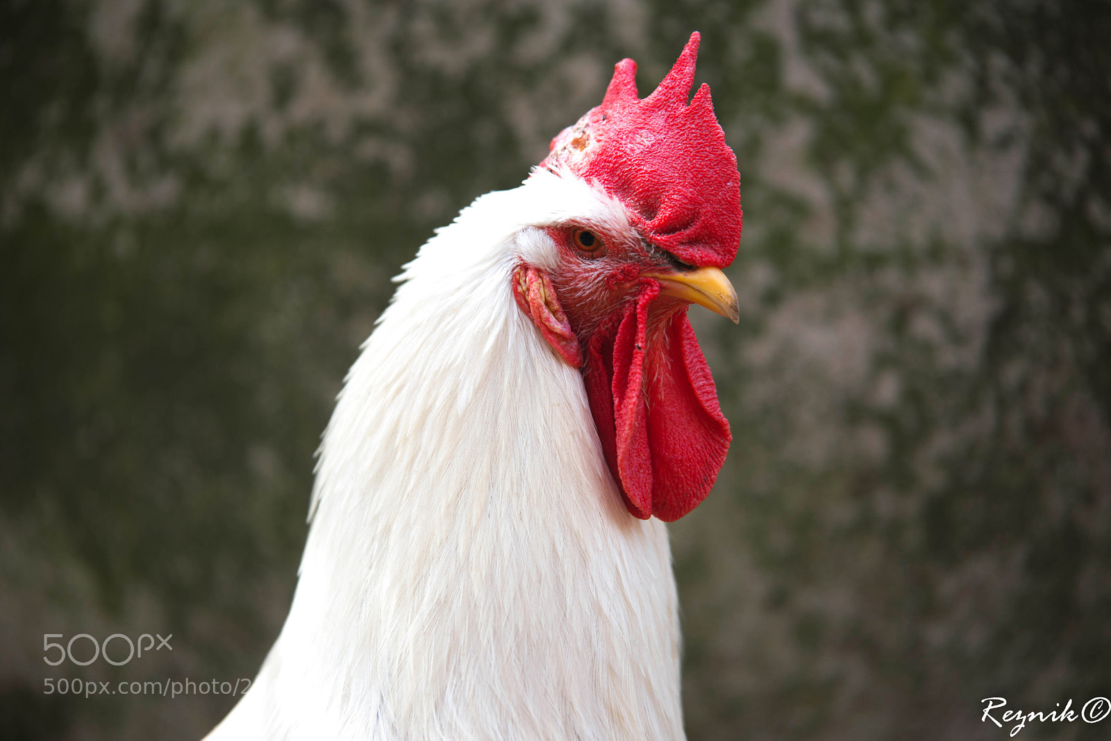 Nikon D610 sample photo. A photography