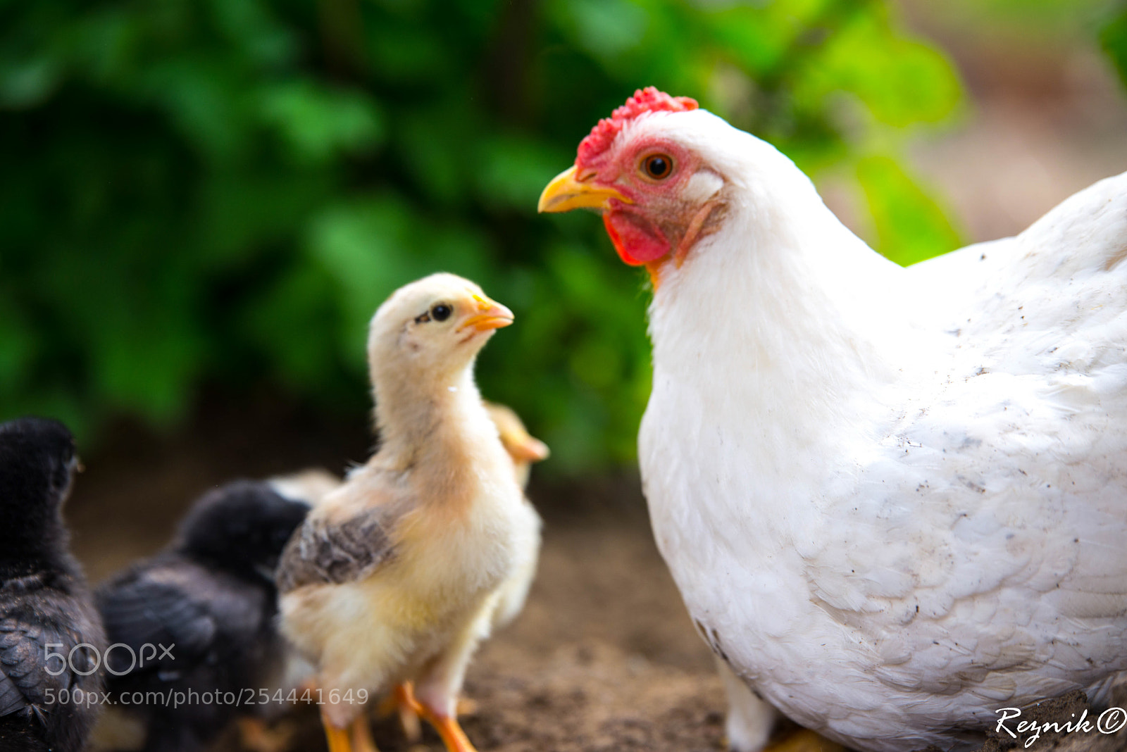 Nikon D610 sample photo. A photography