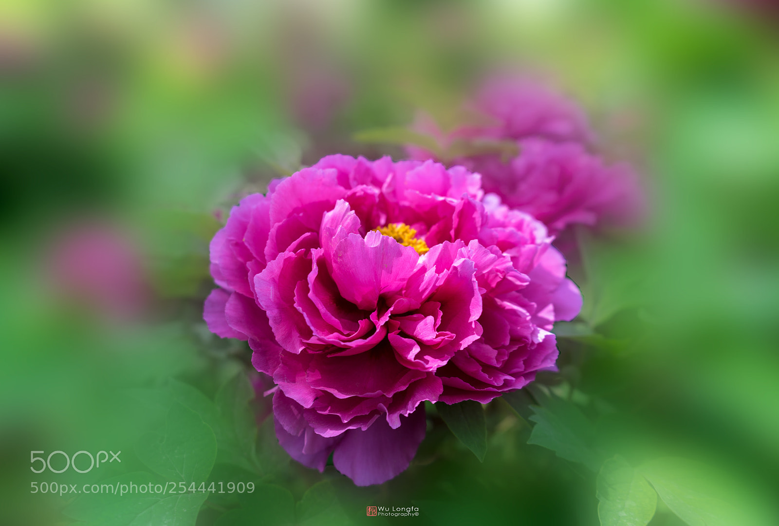 Sony a7 II sample photo. Luoyang peony photography
