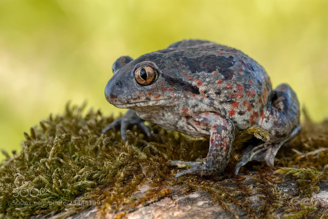 Nikon D5200 sample photo. Pelobates fuscus) photography