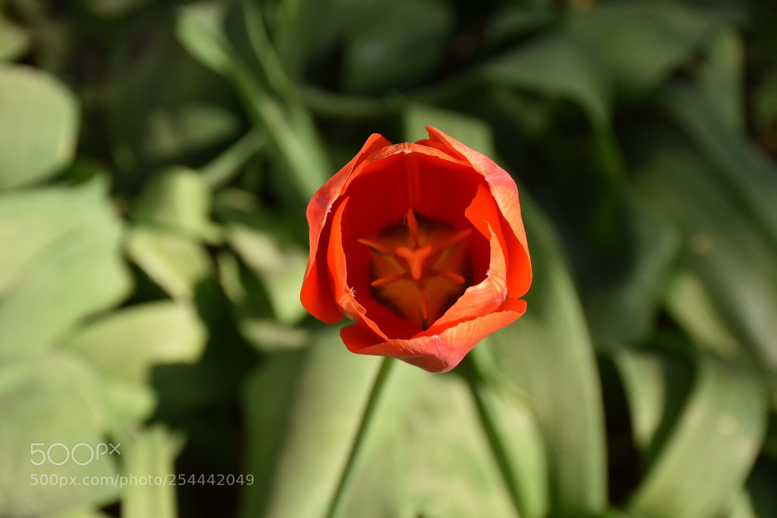 Nikon D7200 sample photo. Love spring, tulip... photography